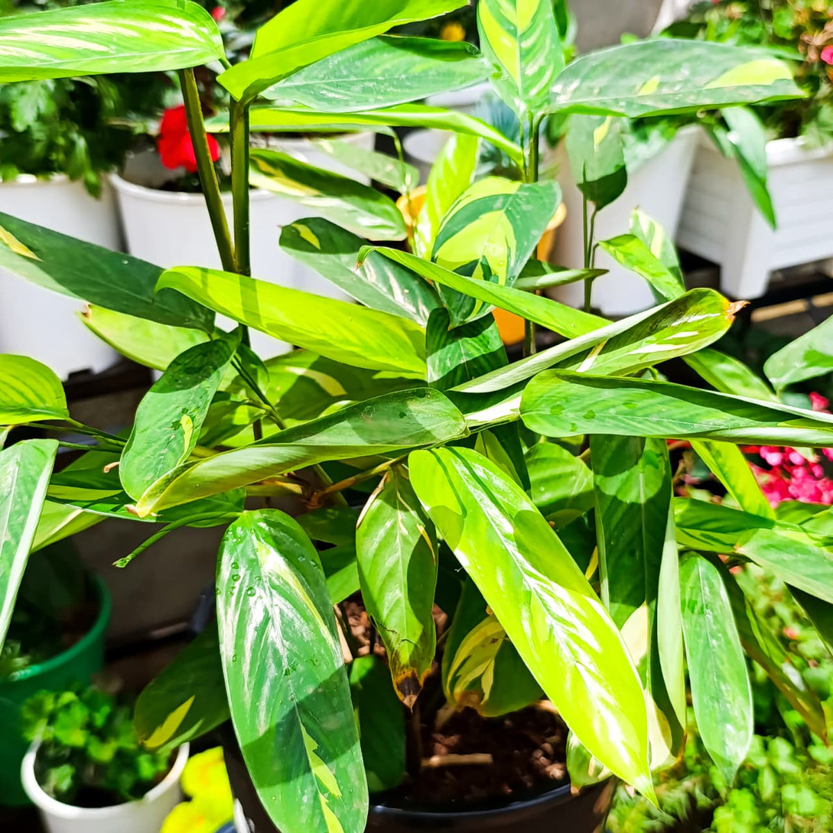 Ctenanthe Golden Mosaic close-up
