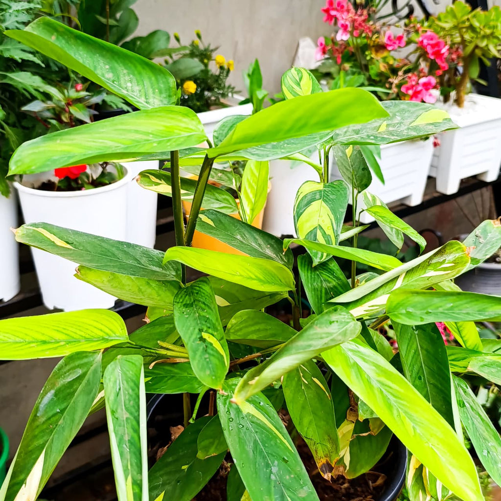 Ctenanthe leaves with water droplets