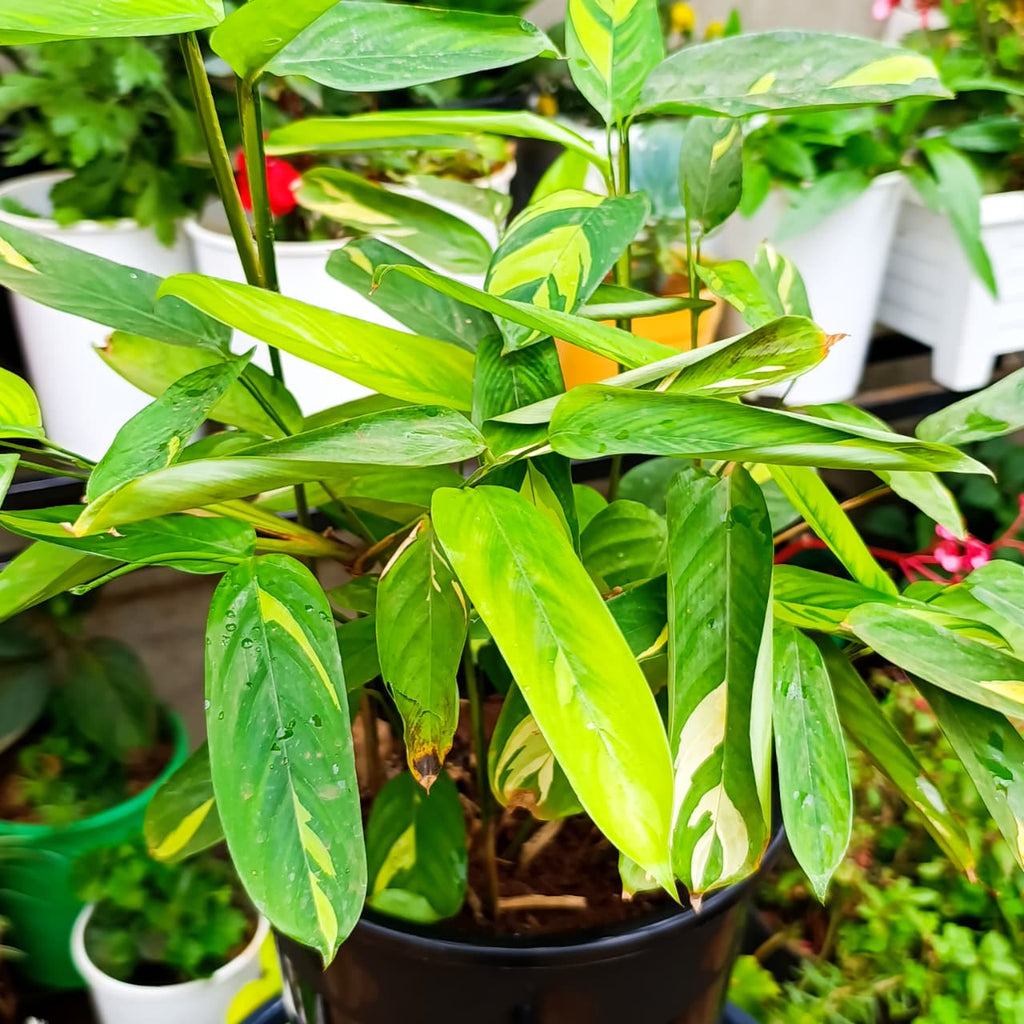 Golden Mosaic yellow-variegated leaves