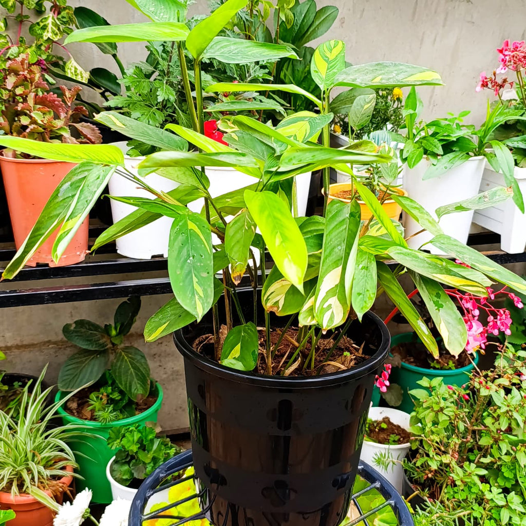 Ctenanthe lubbersiana full plant view