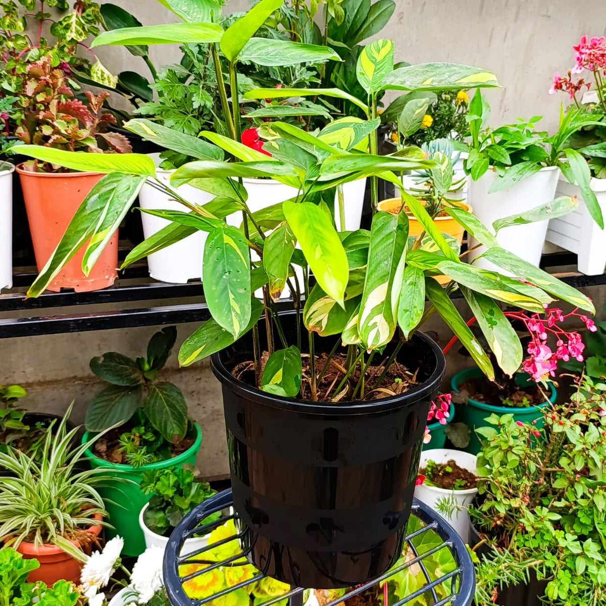 Ctenanthe Golden Mosaic in black pot on stand