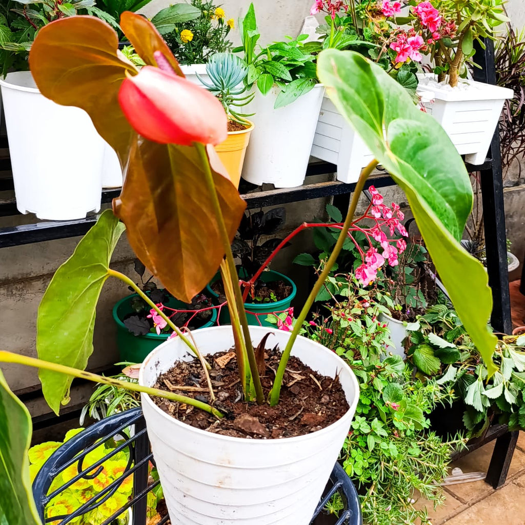 Anthurium at Jowaki Gardens nursery