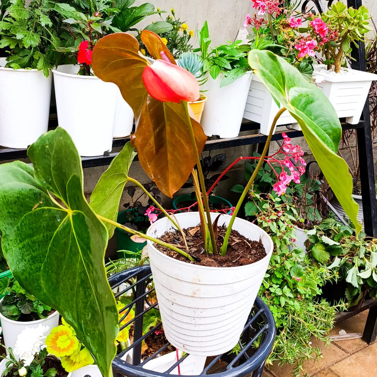 Flamingo Flower full plant view