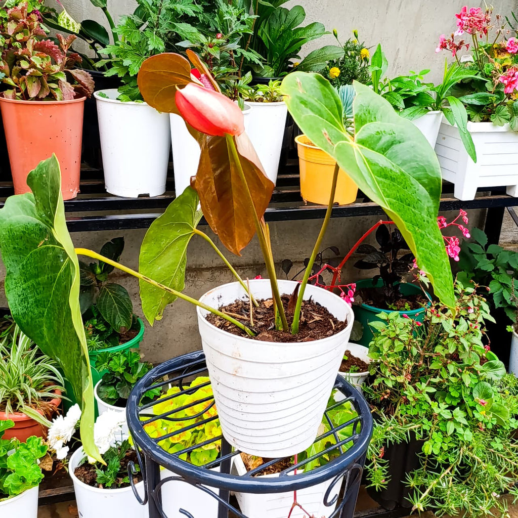 Anthurium andraeanum on a plant stand