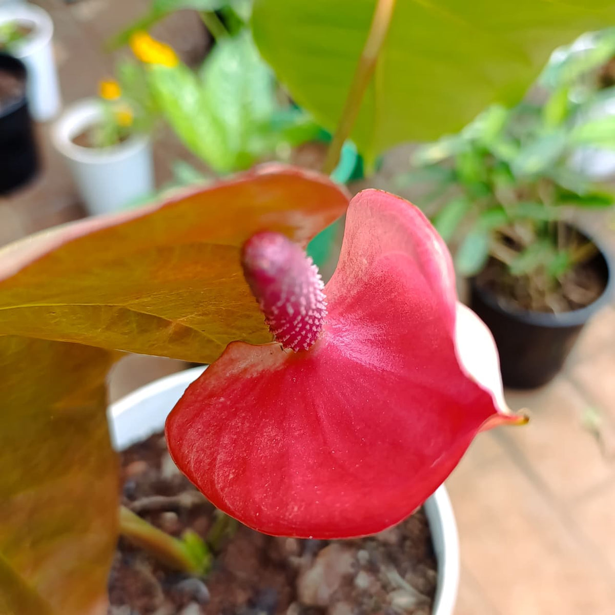 Glossy green anthurium leaf