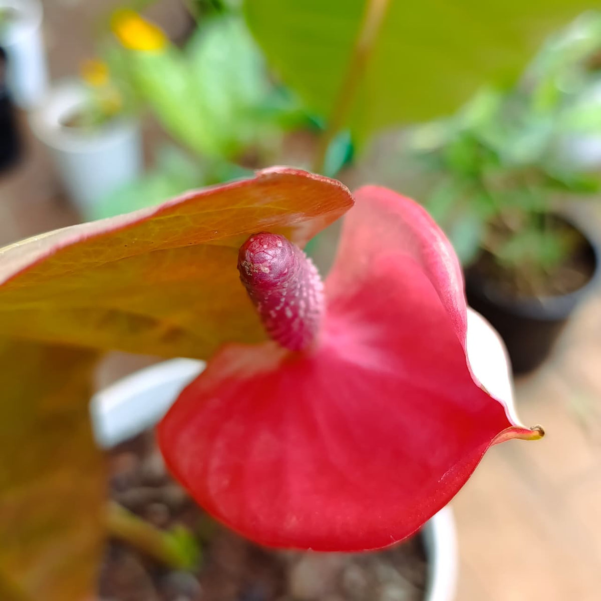 Anthurium spadix and red spathe