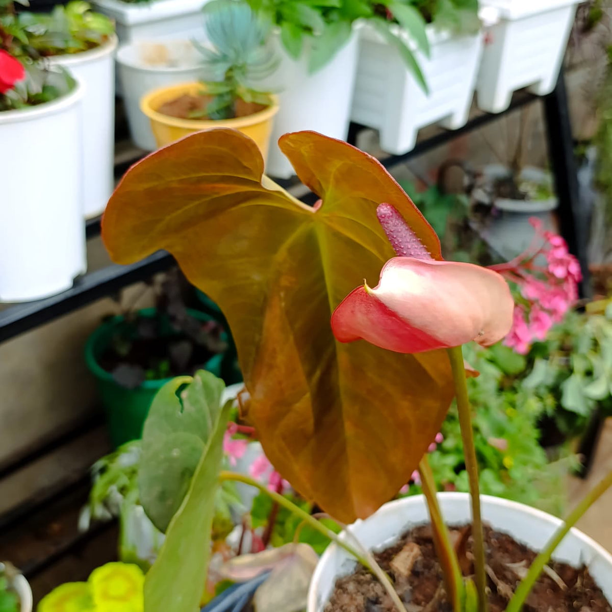 Red anthurium bloom close-up