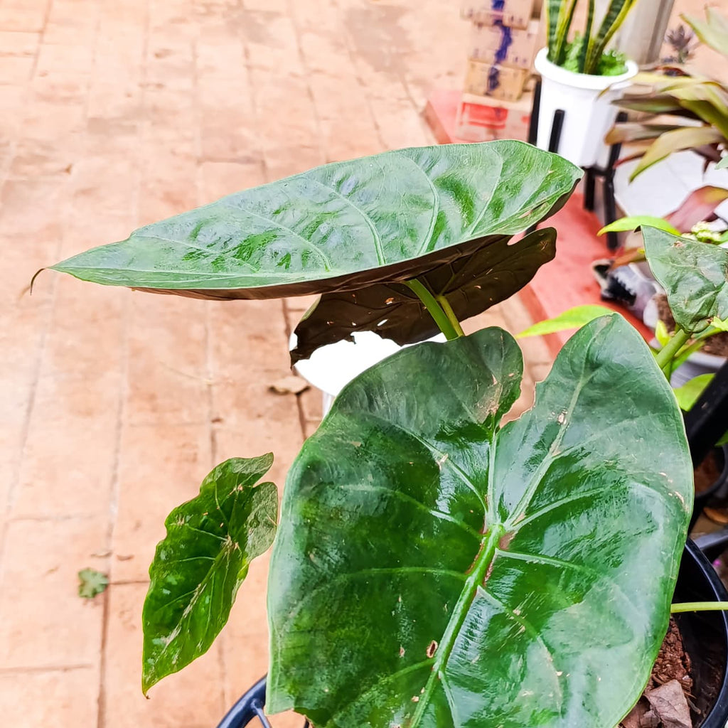Alocasia wentii arrow-shaped leaves