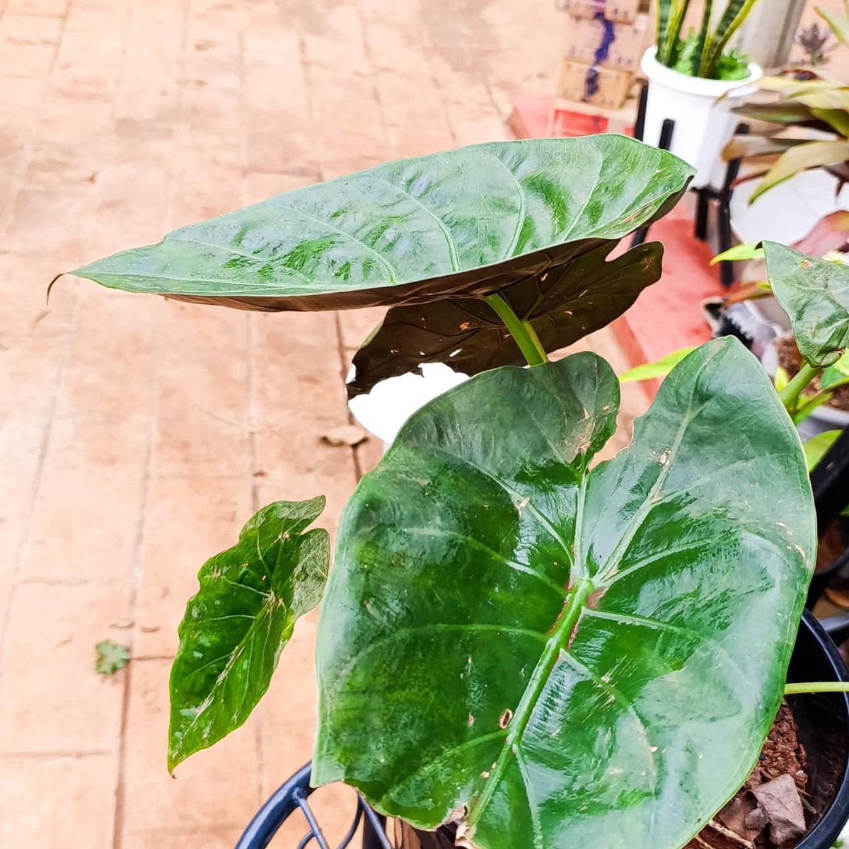 Alocasia leaf close-up