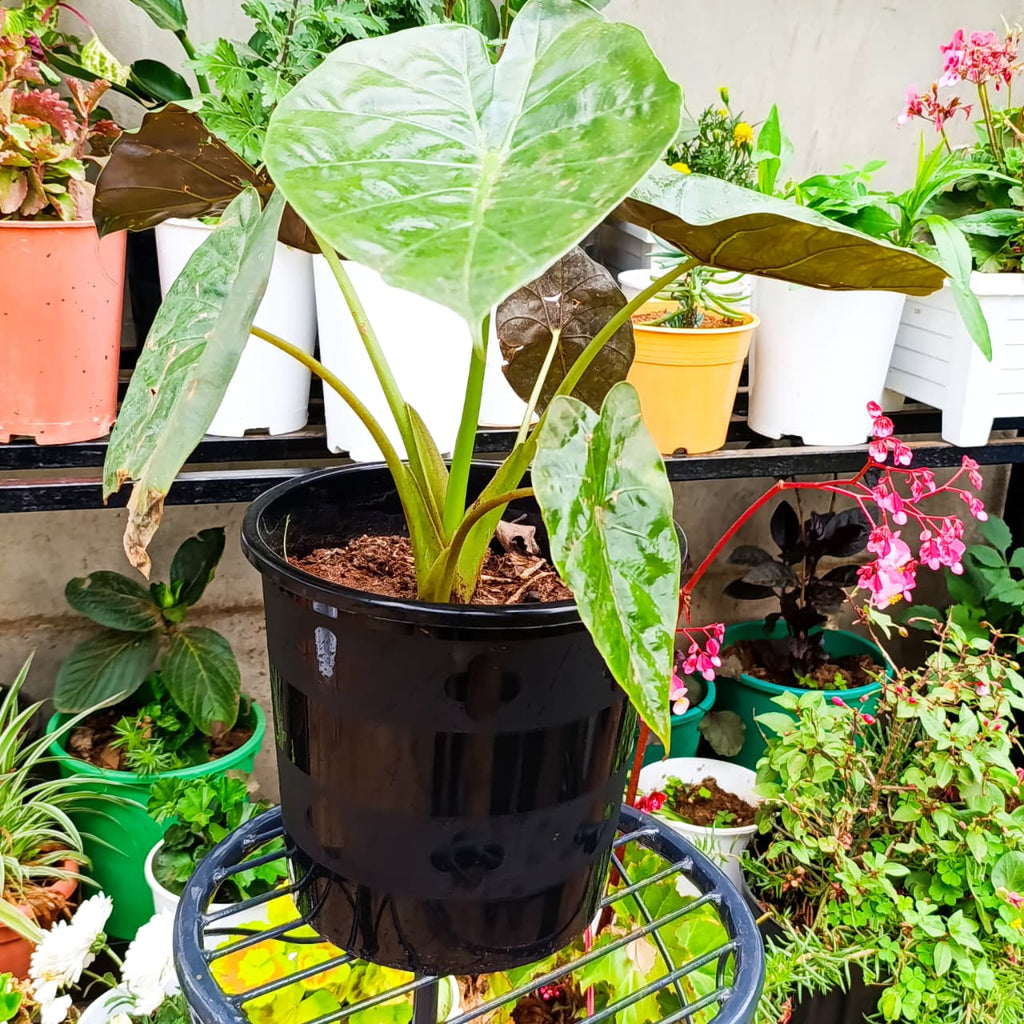 Alocasia wentii at Jowaki Gardens