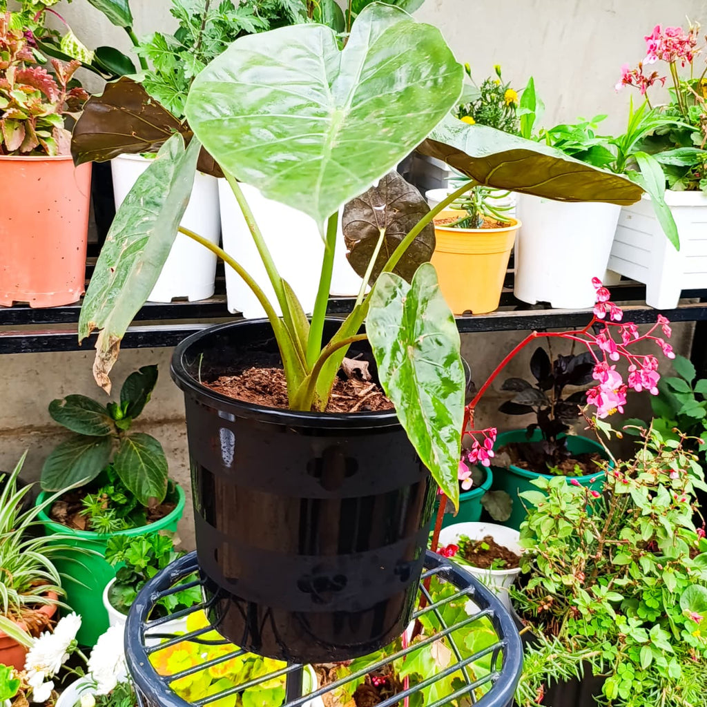 Alocasia wentii full plant view