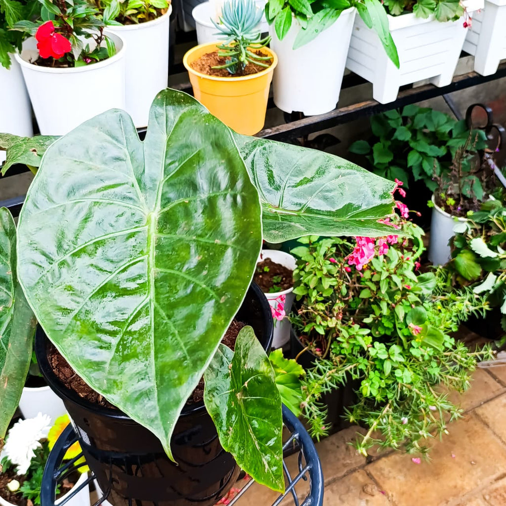 Alocasia wentii purple leaf underside
