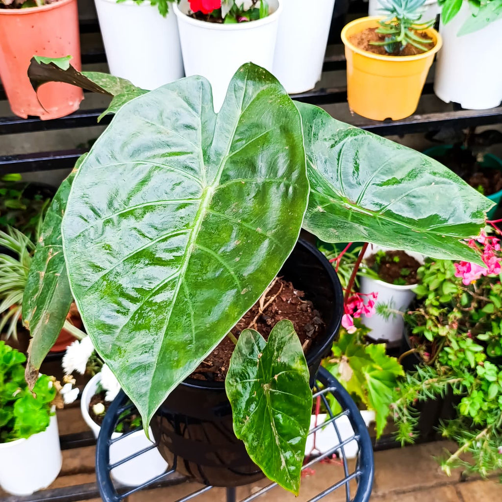 Hardy Elephant Ear glossy leaves