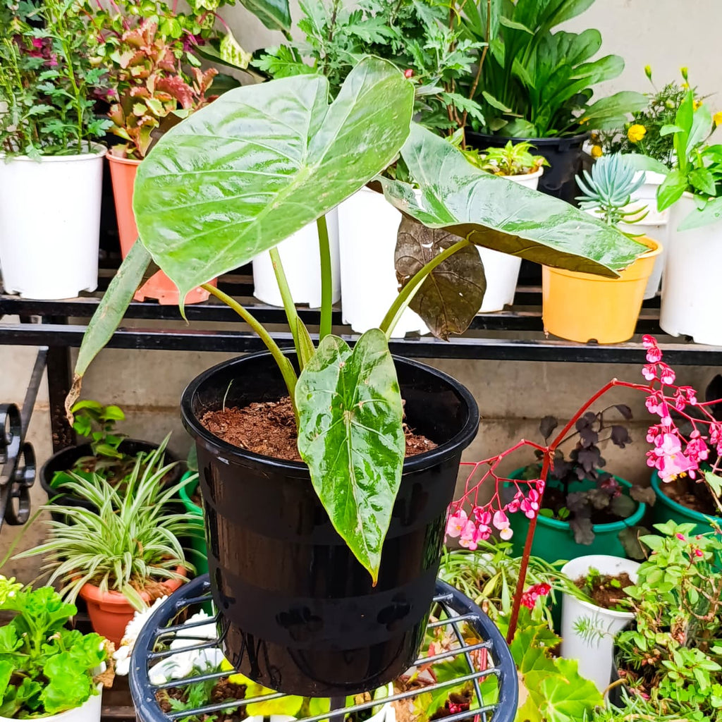 Alocasia wentii in black pot on stand