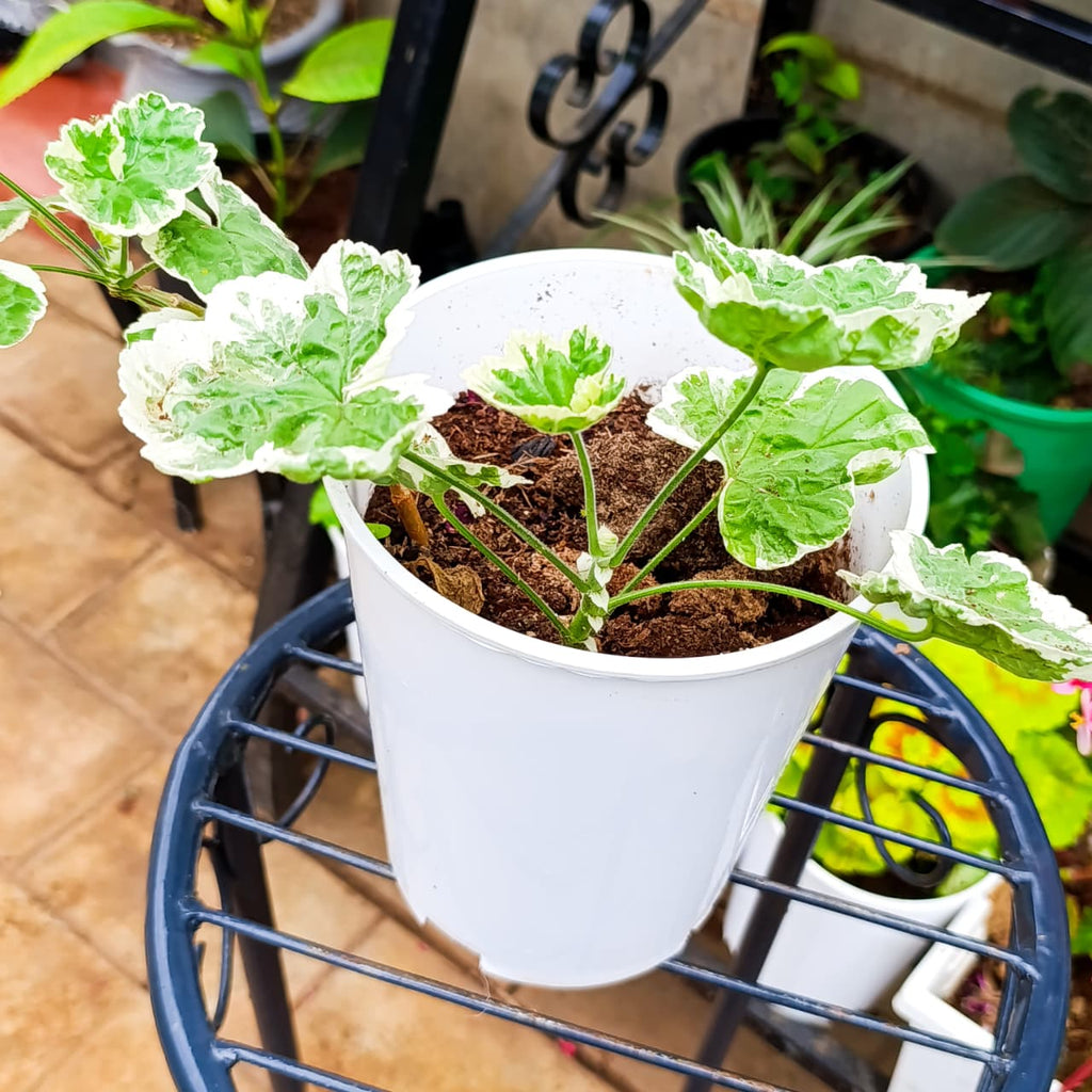 Cream-edged geranium leaves
