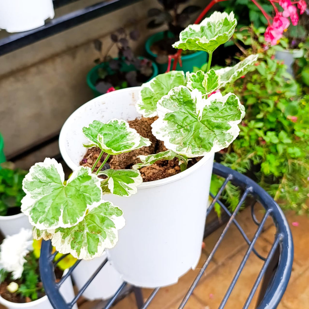 Variegated Geranium leaf close-up