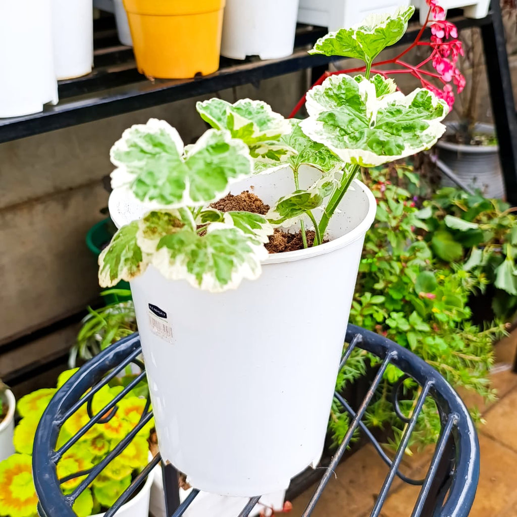 Pelargonium ruffled leaves top view