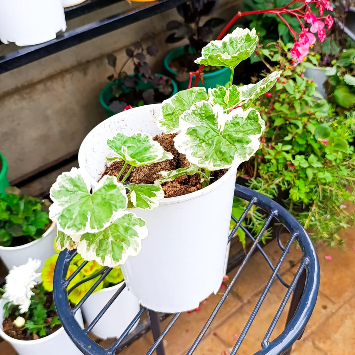 Variegated Geranium at Jowaki Gardens