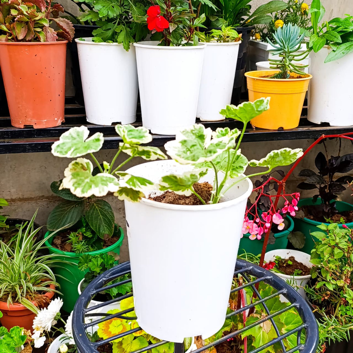 Variegated Geranium full plant view