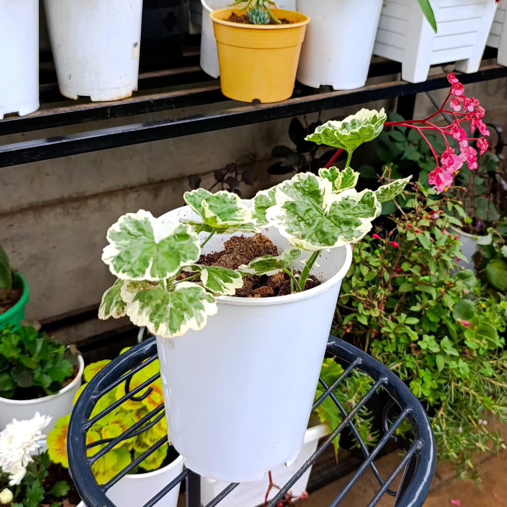 White-edged Pelargonium leaves