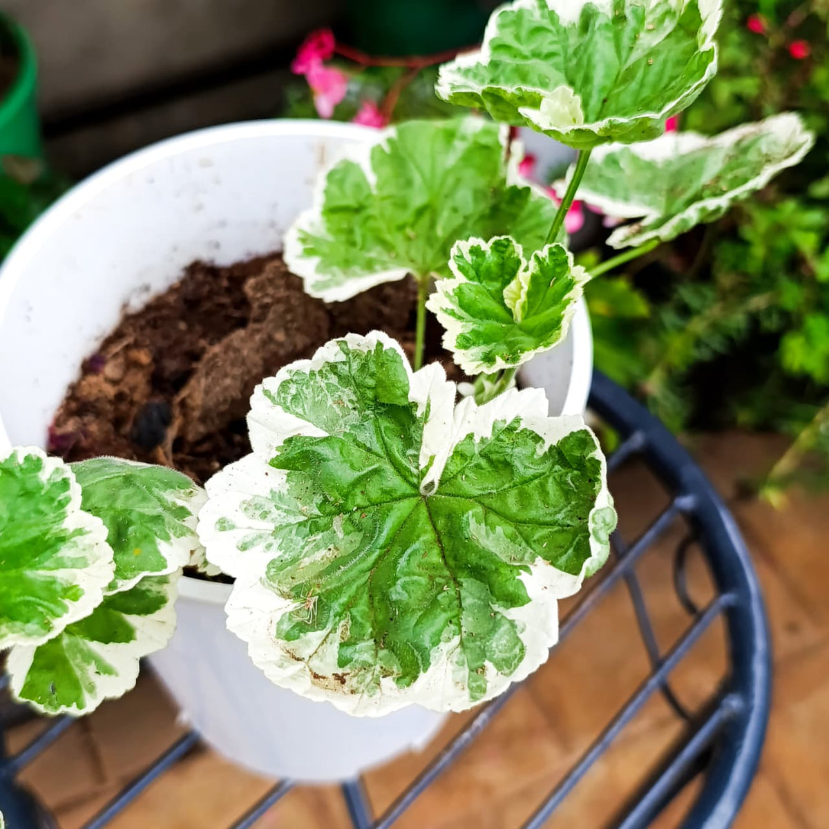 Variegated Geranium in white pot on stand