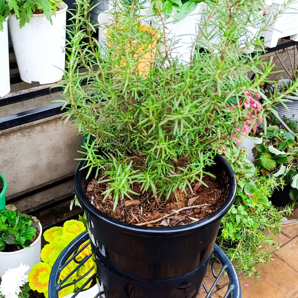 Rosemary in nursery pot