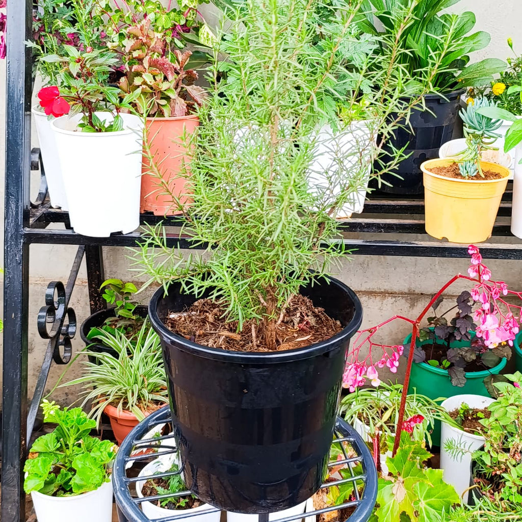 Rosemary needle-like leaves close-up