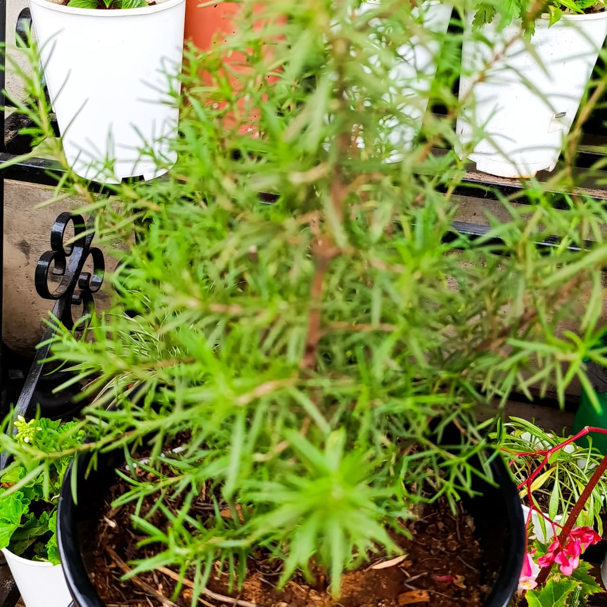 Rosemary plant on nursery stand