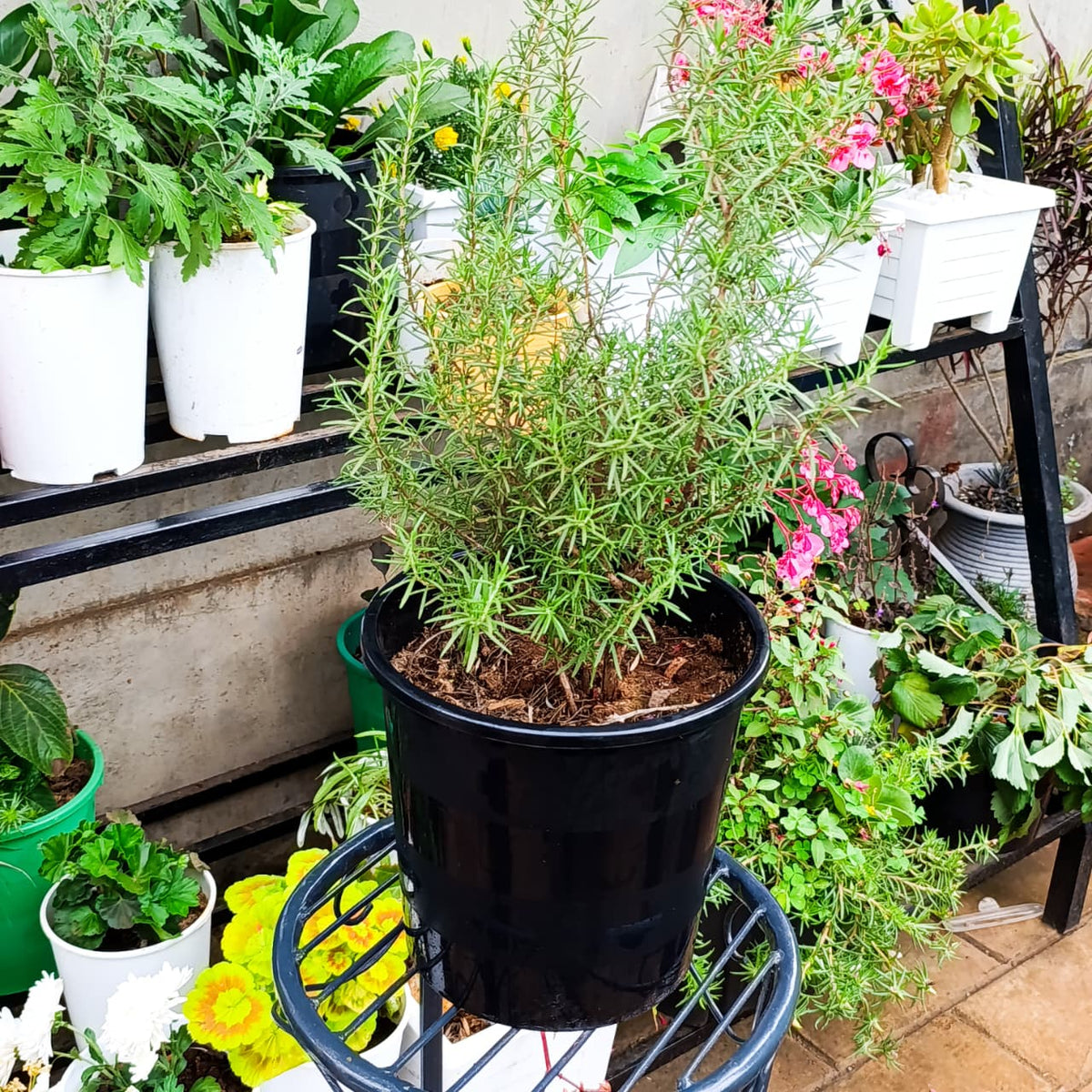Rosemary herb plant side view