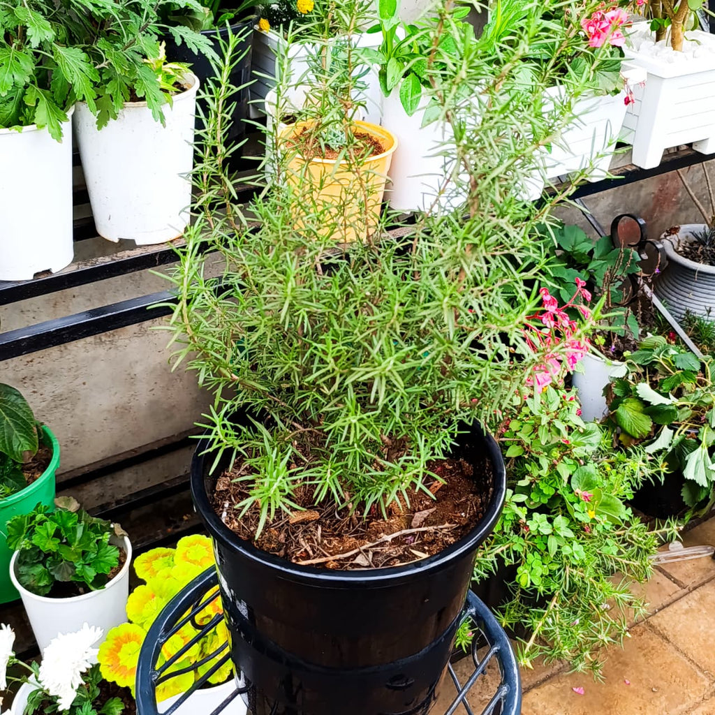 Rosemary Salvia rosmarinus front view