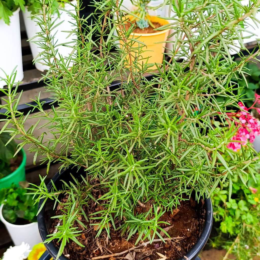 Potted rosemary on stand