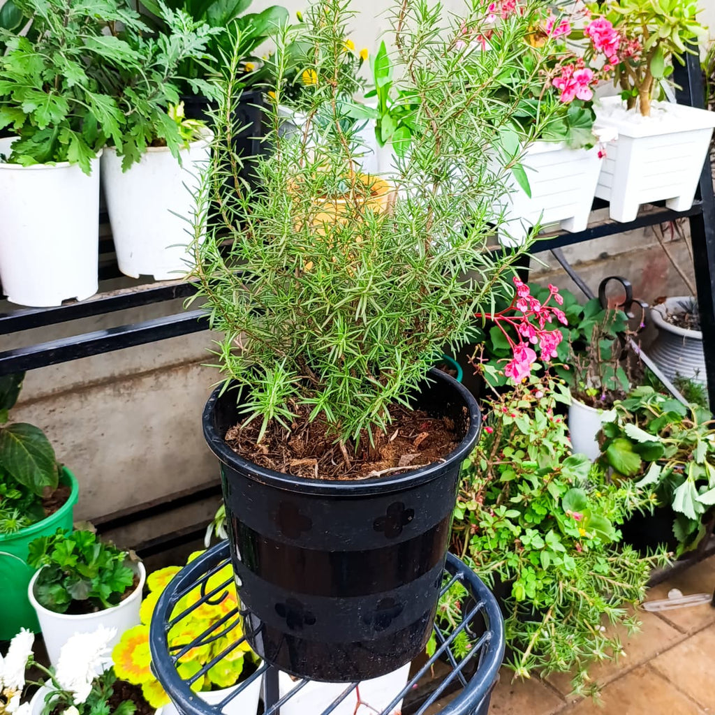 Rosemary plant in black pot at Jowaki Gardens
