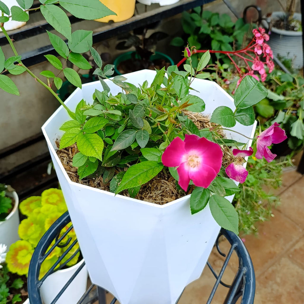 Overhead close-up of pink rose plant in white planter