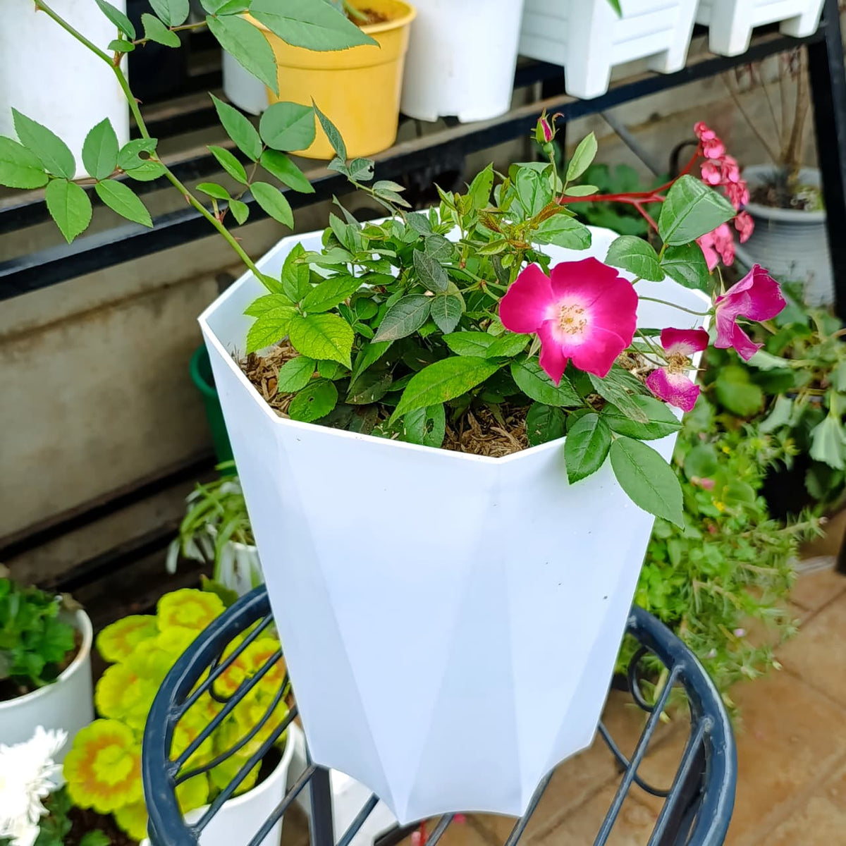 Pink rose in white planter among nursery plants