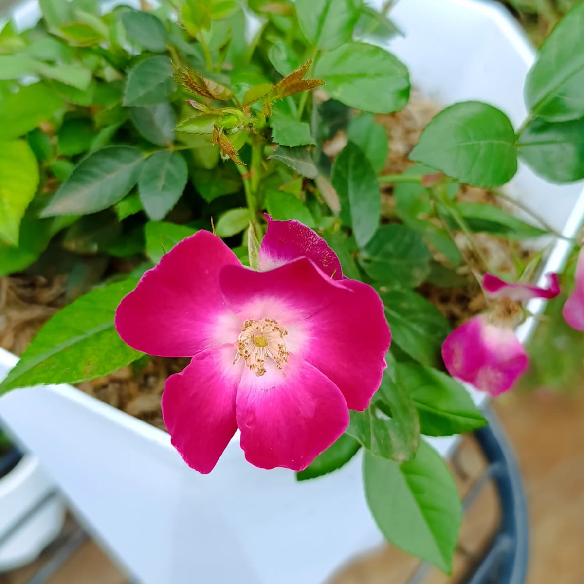 Pink rose plant in tall white planter at nursery