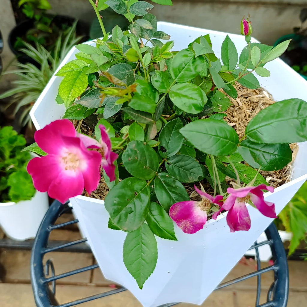 Full pink rose plant in white planter on garden stand