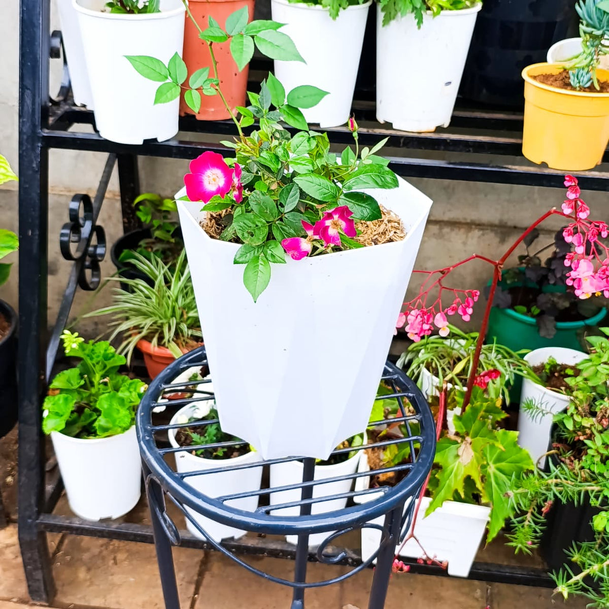 Pink rose flower and foliage in tall white planter