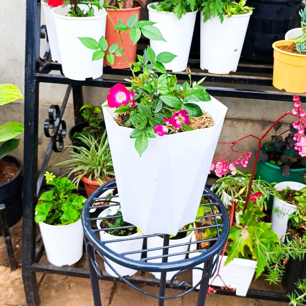 Close view of pink rose plant in white planter