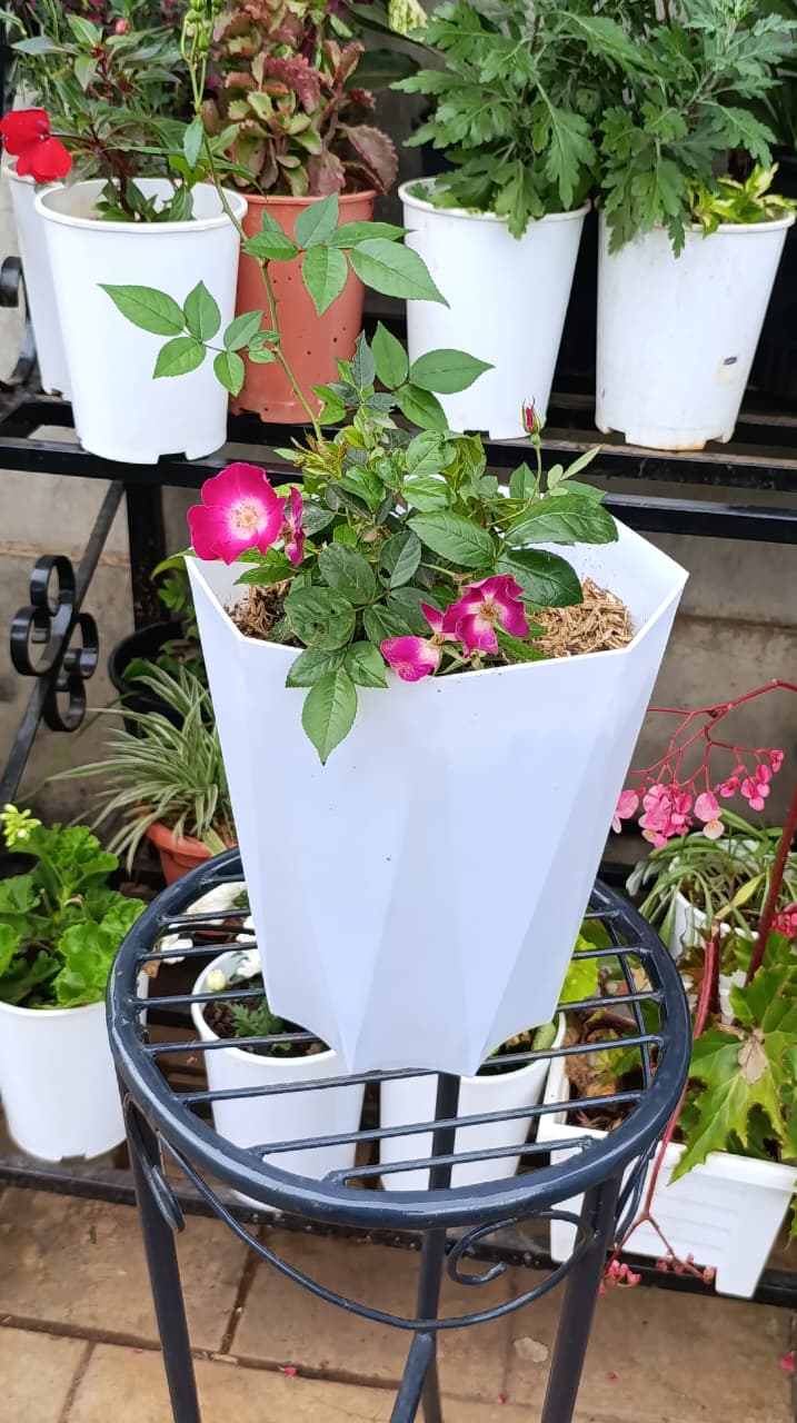Pink rose plant blooming in a tall white faceted planter