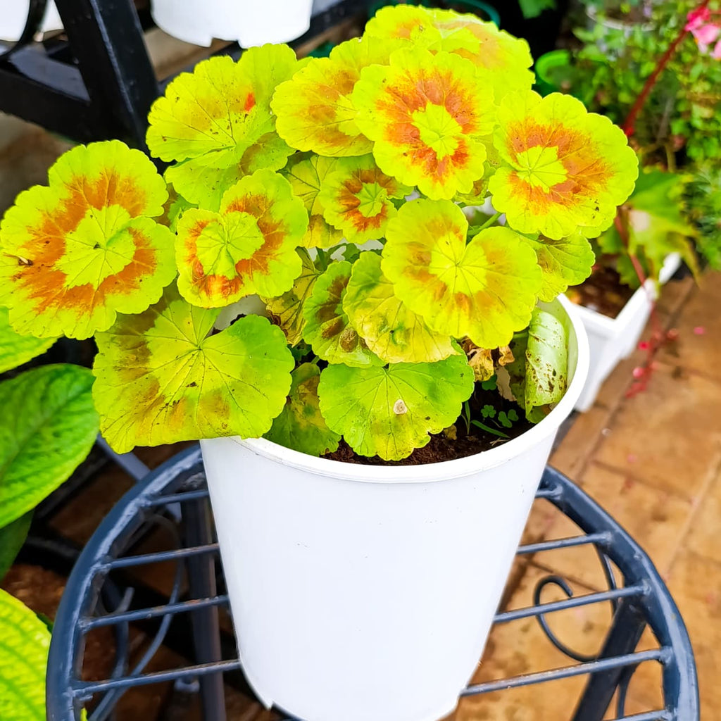 Golden zonal geranium in white planter from above
