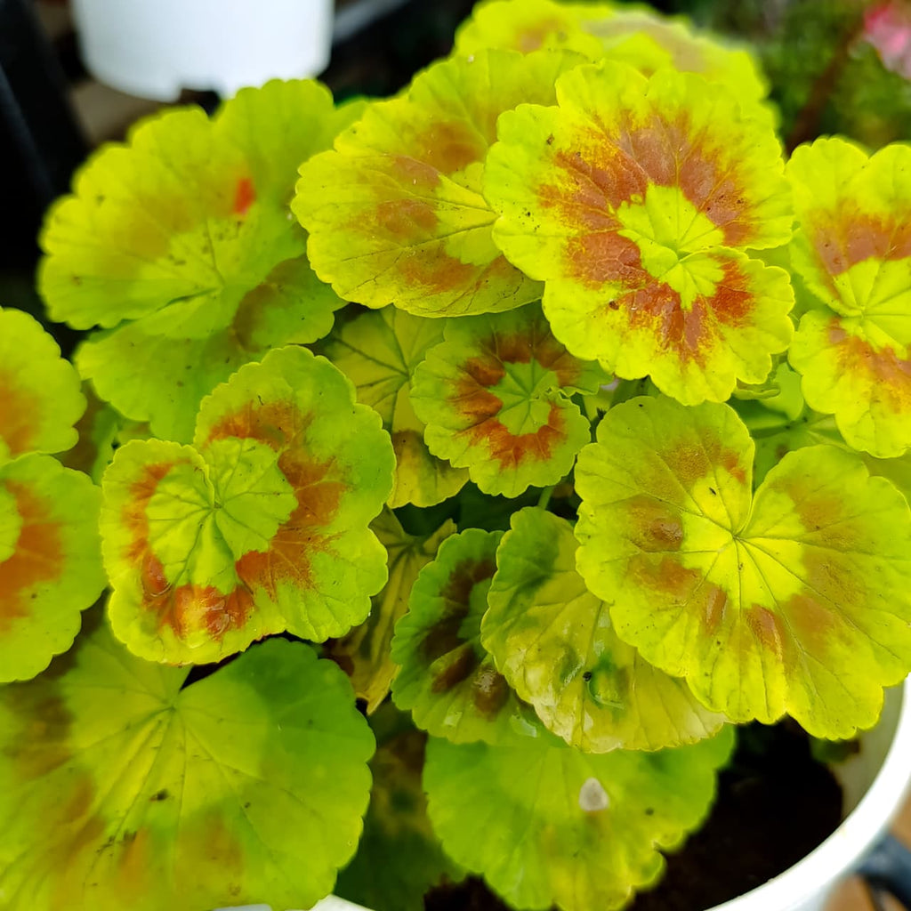 Close view of zonal geranium leaf markings