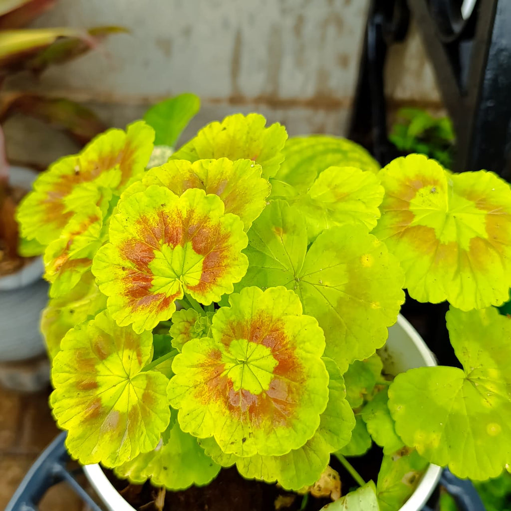 Overhead view of patterned golden zonal geranium foliage