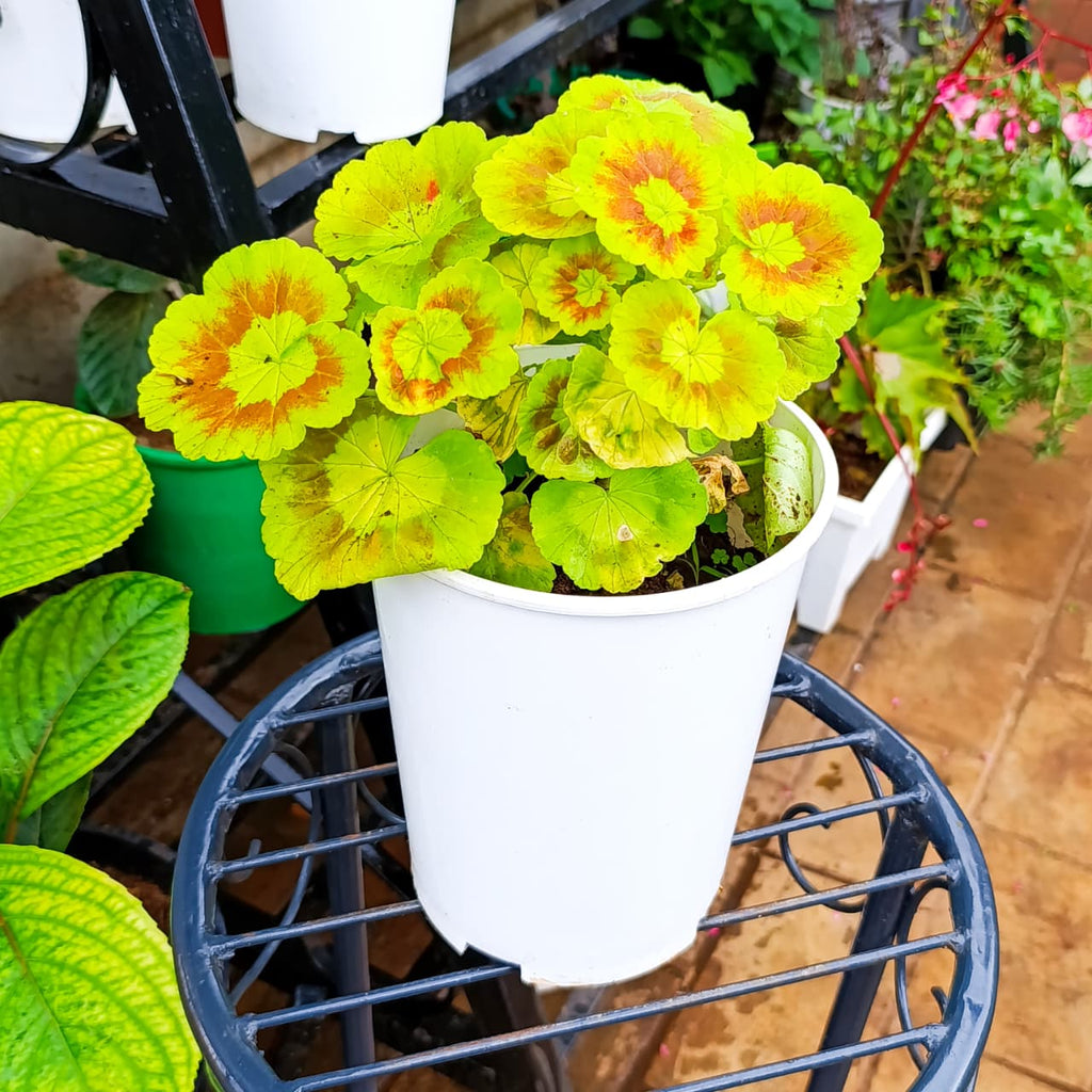 Zonal geranium in white planter at nursery