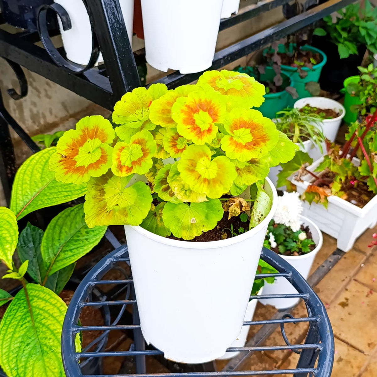 Zonal geranium foliage in white planter
