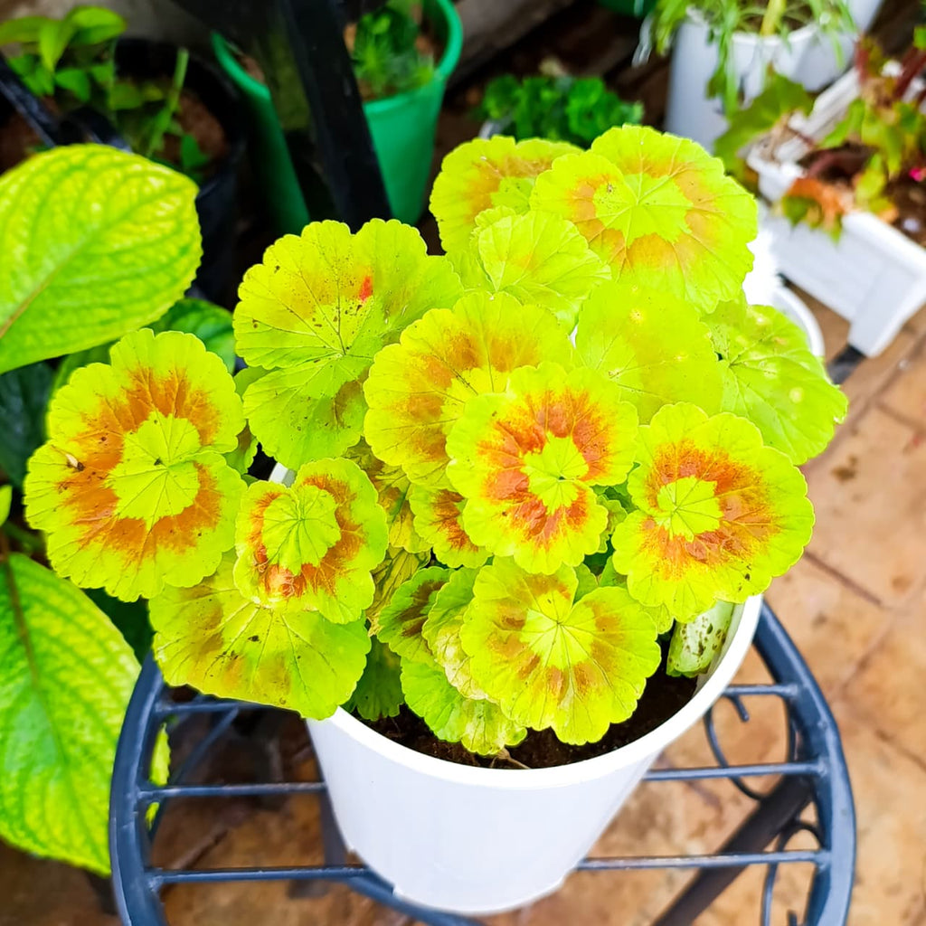 Golden zonal geranium with scalloped leaves in white planter