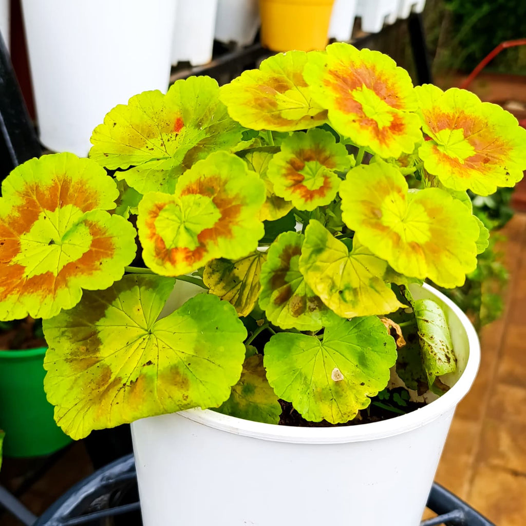 Golden zonal geranium in white pot on nursery stand