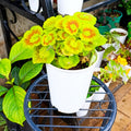 Golden zonal geranium with copper-brown leaf markings in white planter
