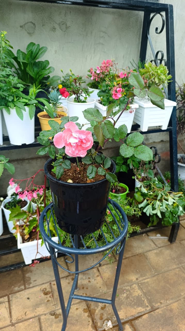 Pink rose bloom on potted rose plant in black pot
