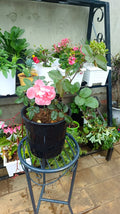 Soft pink rose plant in black nursery pot on display stand