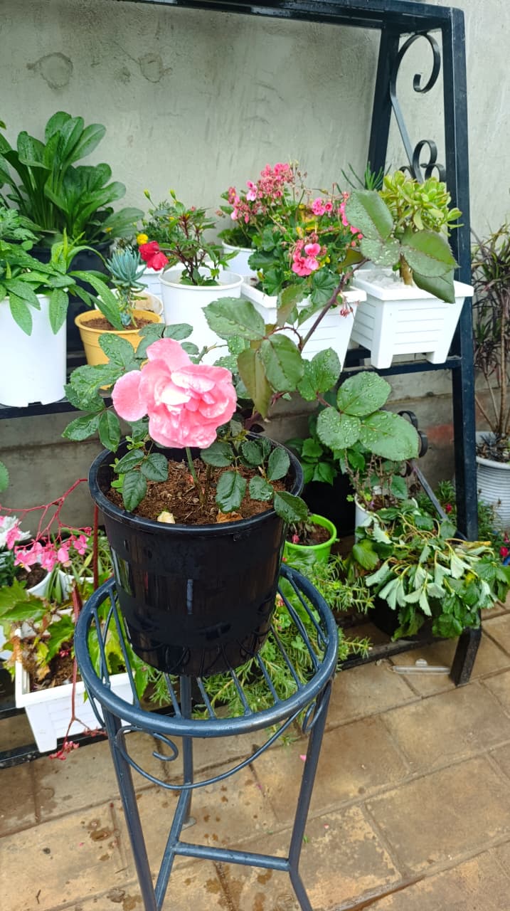 Soft pink rose plant in black nursery pot on display stand
